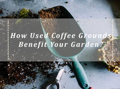How Used Coffee Grounds Benefit Your Garden?